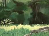 Sunshine On The Meadow